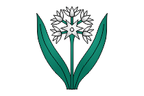 baerlauch