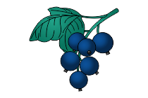 beere