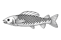 fisch