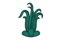 lieschgras