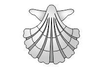 muschel jakobsmuschel