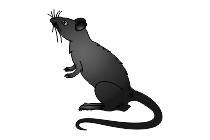ratte