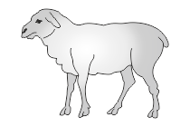 schaf